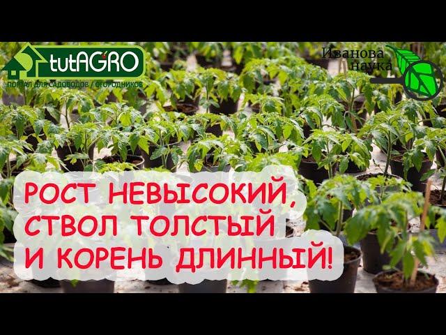 ОТ ЭТОГО СРЕДСТВА РАССАДА ВЗБОДРИТСЯ, БУДЕТ ПРАВИЛЬНО РАСТИ И ПРИЖИВЕТСЯ! Подкормка без удобрений.