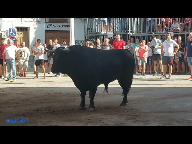 MELIANA, TOROS DE LAS GANADERIAS "JOSE MUR" Y VIRGEN MARIA 27-7-2024