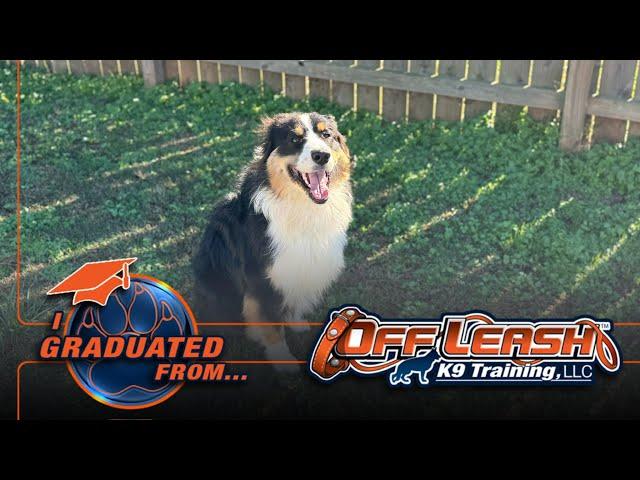 2 week board and train  @Offleashatlanta for our 10 month old Australian Shepherd