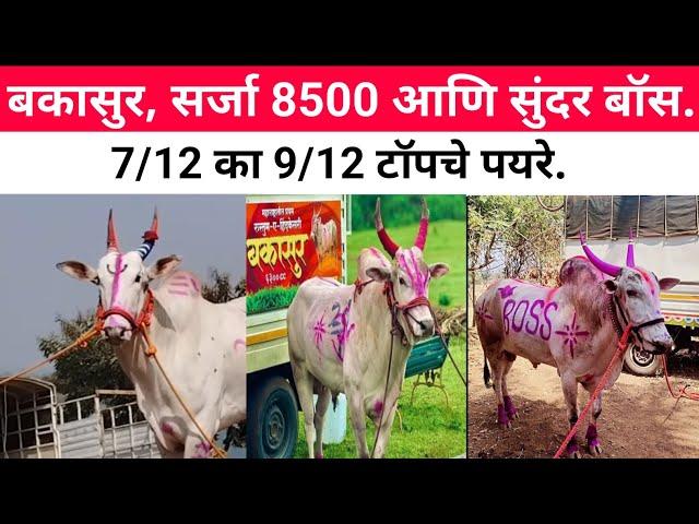 बकासुर, सर्जा 8500 आणि सुंदर बॉस #bailgada #बैलगाडा