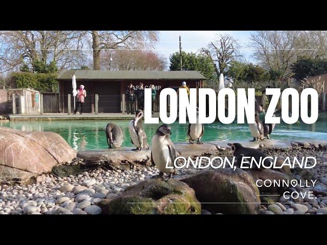 London Zoo | ZSL London Zoo | London | England | Things To Do In London | Travel Vlog