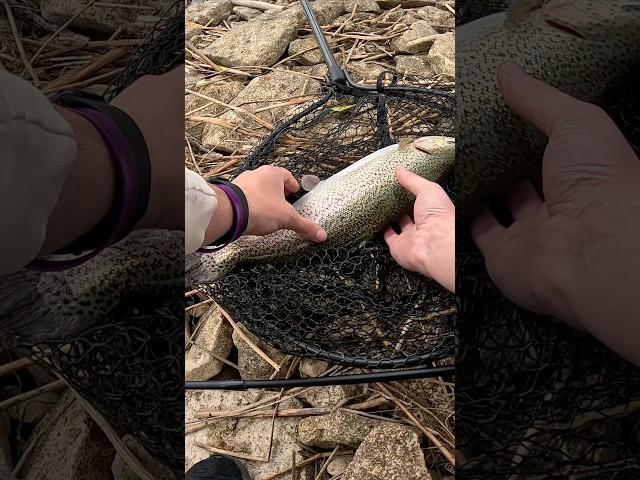 Another Big Trout! #fishing #rainbowtrout #ontario #canada #camping
