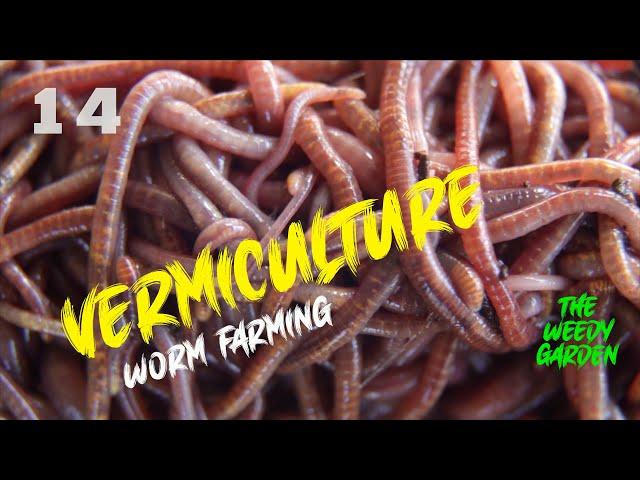 HOW TO MAKE A WORM FARM - Converting an old bathtub into a worm paradise