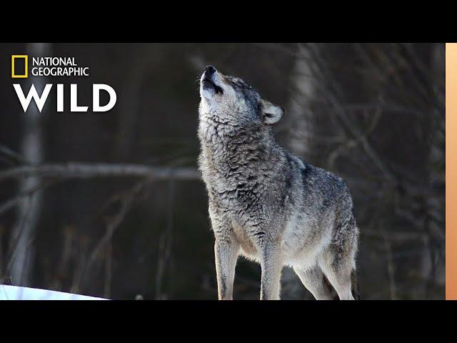 Wolves 101 | Nat Geo Wild