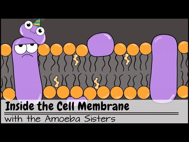 Inside the Cell Membrane