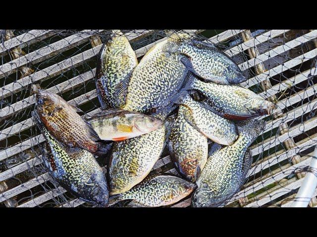 Spring crappie fishing in west WA | How to fish for crappie at fishing dock or boat launch