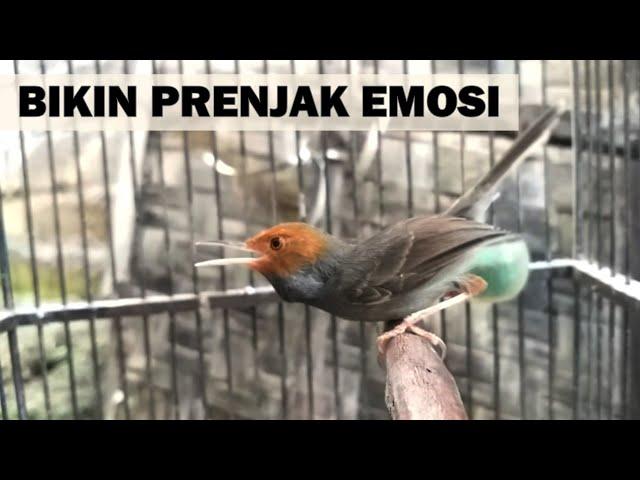 prenjak kepala merah jantan gacor buat PIKAT pancingan burung perenjak jantan betina liaran di alam