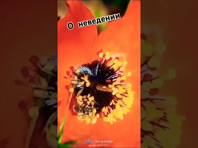Протоиерей Андрей Ткачев о  неведении"#ВЕРА.