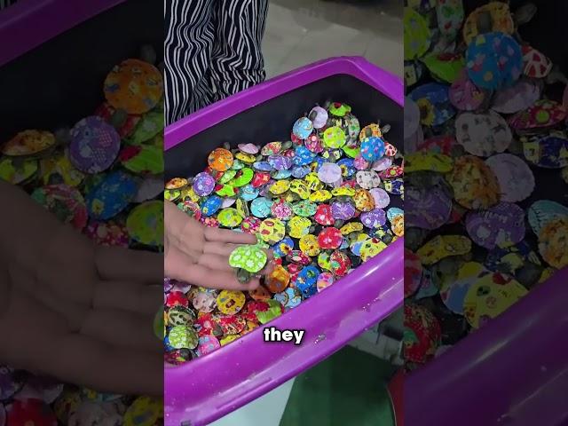Super Cute Stickers For Turtles ️