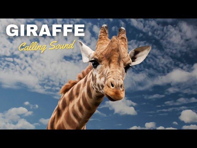 Giraffe Calling Sound