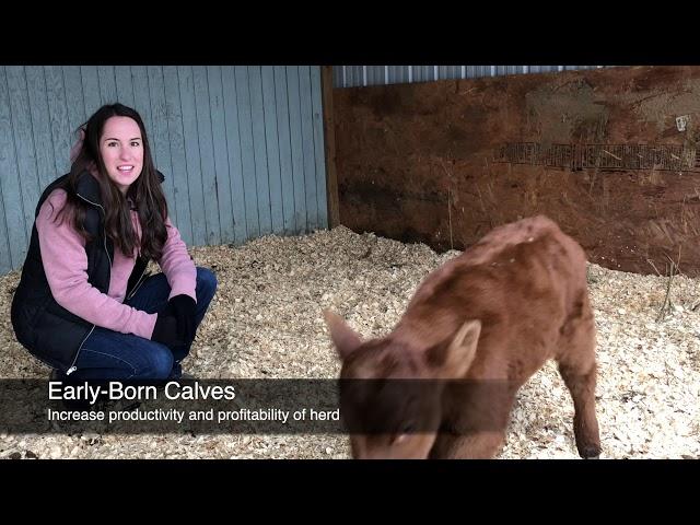 Shifting the Calving Distribution with Timed AI - Mizzou Repro