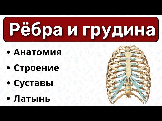 Рёбра и грудина: строение, суставы, латынь / Анатомия, остеология