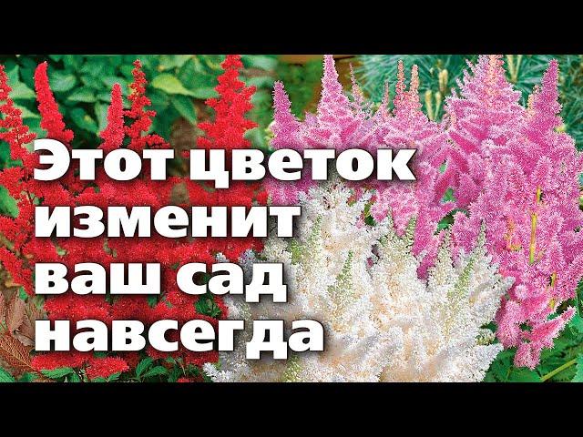 Секреты выращивания астильбы. Почему она должна быть в каждом саду