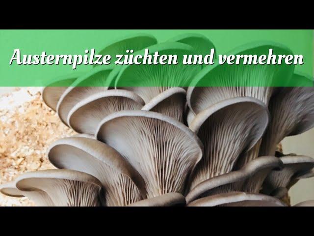 Austernpilze züchten und Vermehren