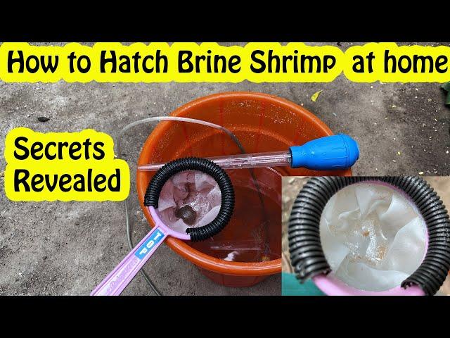 How to hatch brine shrimp at home #vedhafishfarm