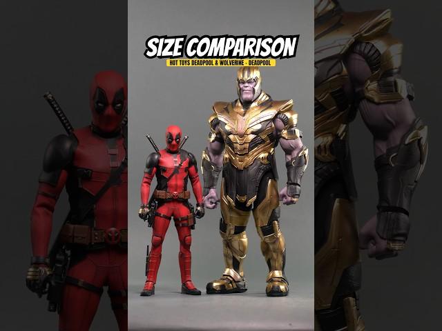 Size Comparison: Hot Toys Marvel Studios Deadpool & Wolverine - Deadpool #marvel #deadpool