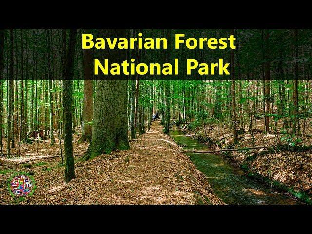 Best Tourist Attractions Places To Travel In Germany |Bavarian Forest National Park Destination Spot