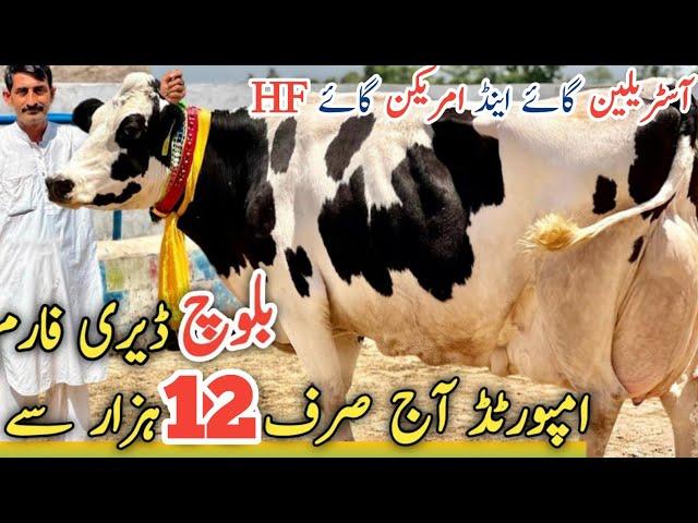 Baloch Dairy Farm | imported Cows And Heifers |HF Breeder For sale | 31 August 2024