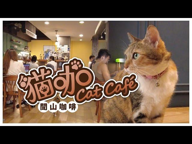 泡泡貓咖 Cat Cafe | 台北 聞山咖啡 永春有貓店 | 沉浸式擼貓