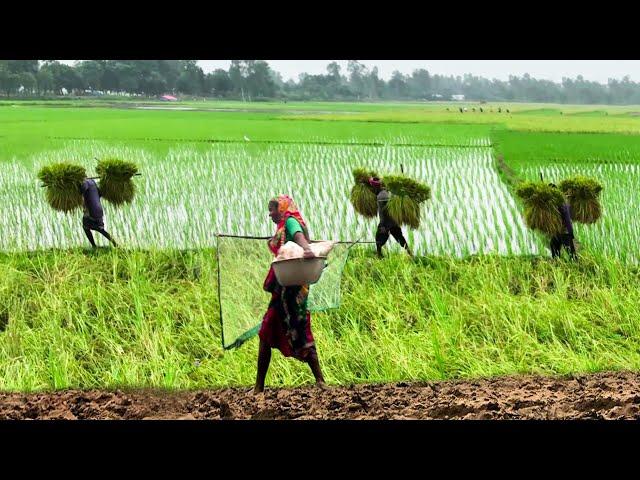 বর্ষায় তাড়াশের আড়ংগাইলের গ্রামীণ জীবন || Rural Life in Monsoon || Panorama Documentary