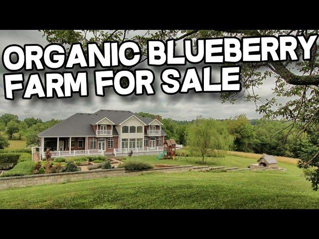 Organic blueberry farm Kentucky Horse Property | Horse Farm for sale