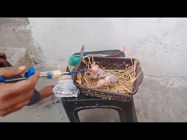 Parrot Baby/Birds extra soft feeding tubes *Birds' Park* Meeut U.P. INDIA WhatsAp+91 9675907582