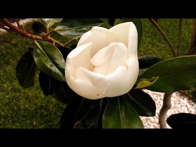 Magnolia Little Gem