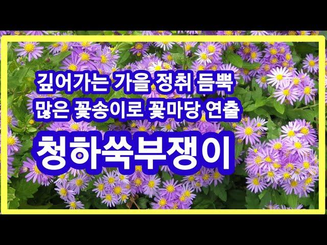 청하쑥부쟁이,깊어가는 기을 정취 듬뿍