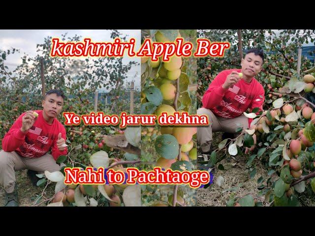 kashmiri Apple Ber//Farming in west Karbi anglong(Kheroni Mimaru Village) #Rajib Thengujam