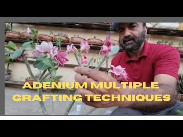 Desert Rose Simple Multiple Grafting Method |Mastering Adenium Plant Multiple Grafting Techniques