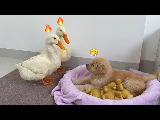 The golden retriever puppy stole the ducklings, leaving the mother duck and father duck helpless!