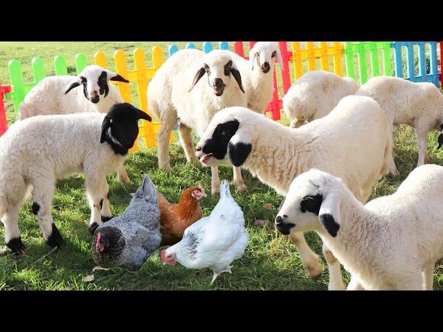 Sounds of farm animals, forest animals, cows, cats, dogs, goats, sheep, ducks, chicks