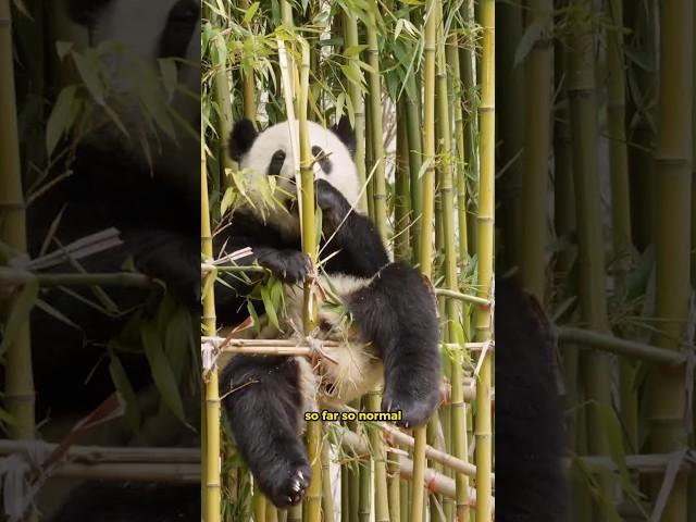 The Last Panda of...Mexico?  All Pandas, Except This One, Belong to China?!?  Panda Diplomacy