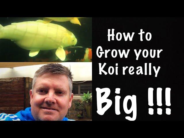 How To Grow Your Koi Really Big !!!!