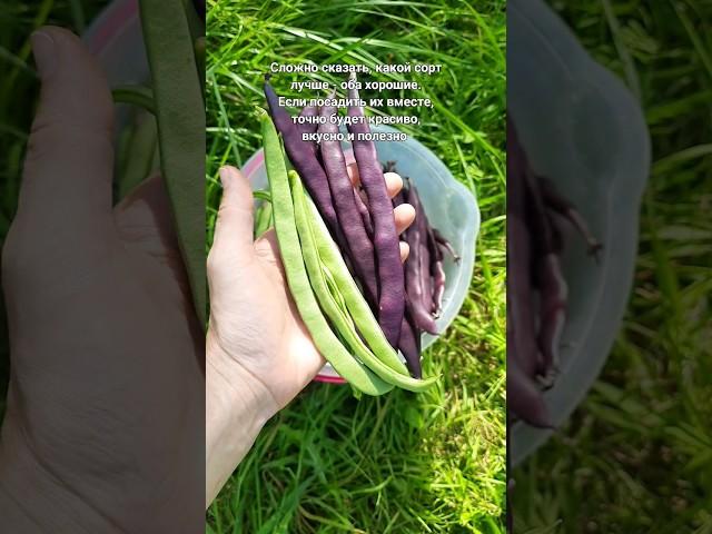 Собираю спаржевую фасоль сорта Матильда и Фатима #урожай #огород #дача #дачнаяжизнь #дачныедела #сад