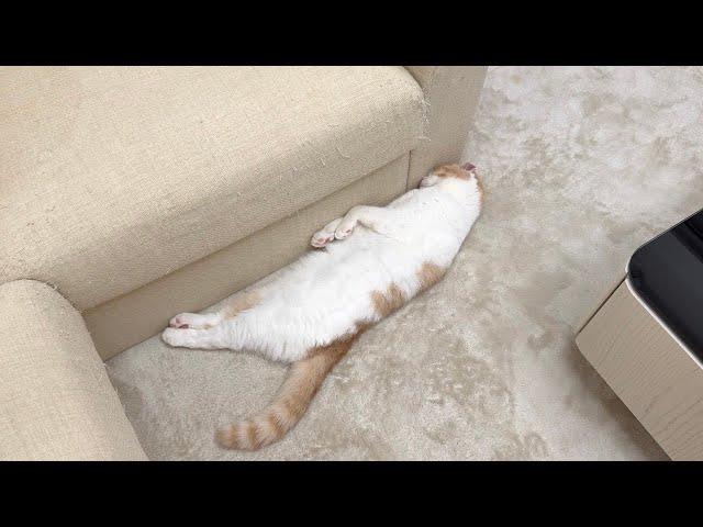 悪さした猫を叱ったら不貞腐れてひとりでこうなっちゃってました…