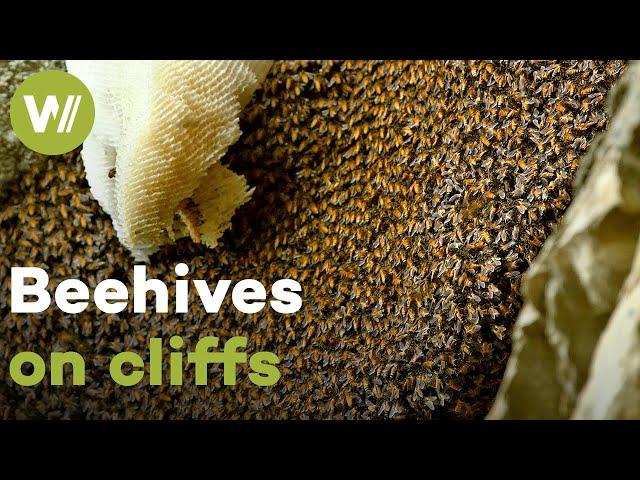 Honey harvest with prayers to the spirits of the forests | Master of Bees (India)