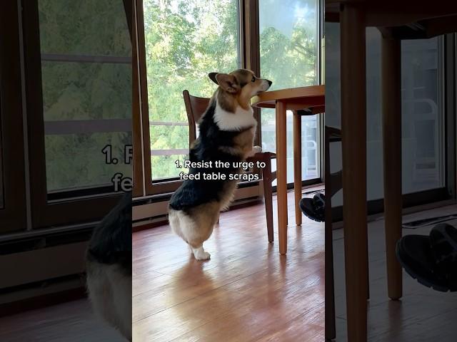 3 Things You Should Do If You Plan on Getting a Corgi (Part 2)