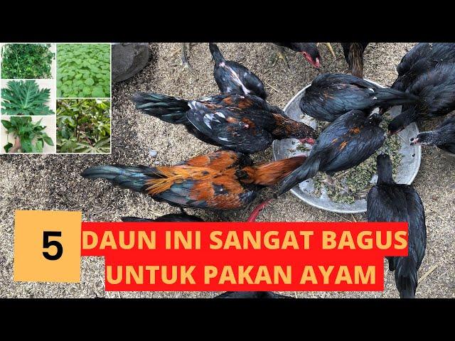 5 DAUN INI SANGAT BAGUS BUAT PAKAN AYAM KAMPUNG