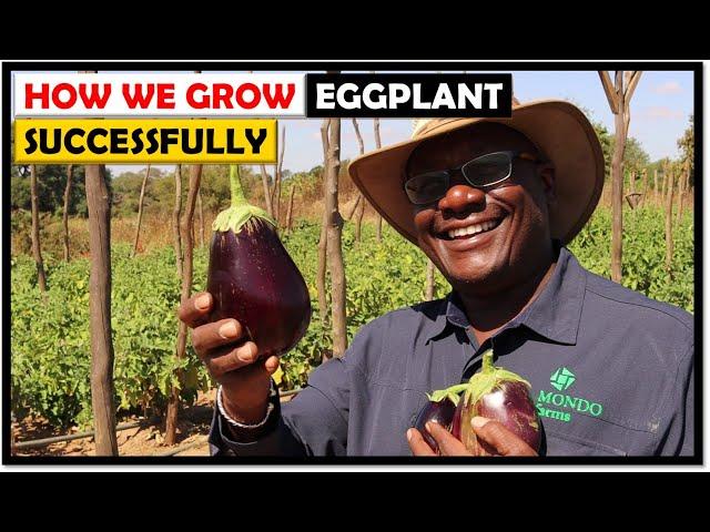 Vegetable Farming in Zambia: Eggplant from Seed to Harvesting