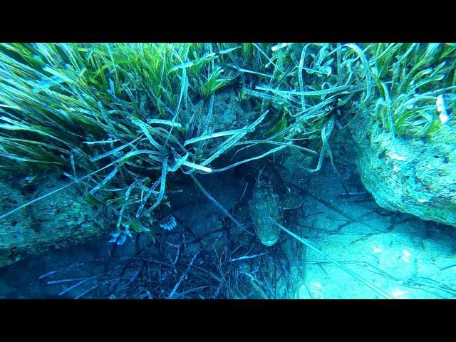 Zıpkınla Balık Avı Kıbrıs Orfoz - Aslan - Spearfishing Cyprus Dusky Grouper -Lion Fish