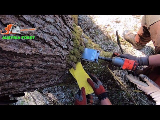 Felling trees with ValFix felling wedge and TR 24-AQ Uncut