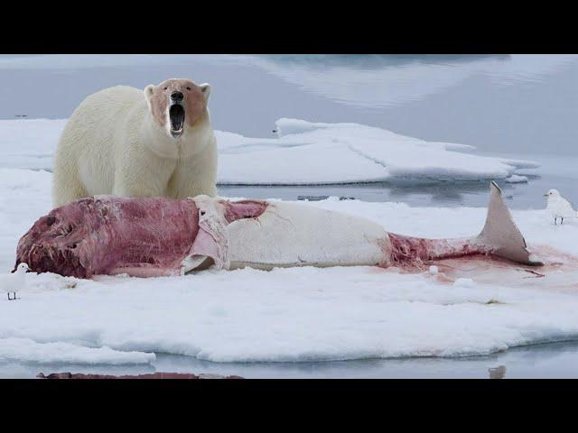 This Giant even hunts WHALES! The Polar Bear is the ferocious master of the Arctic!