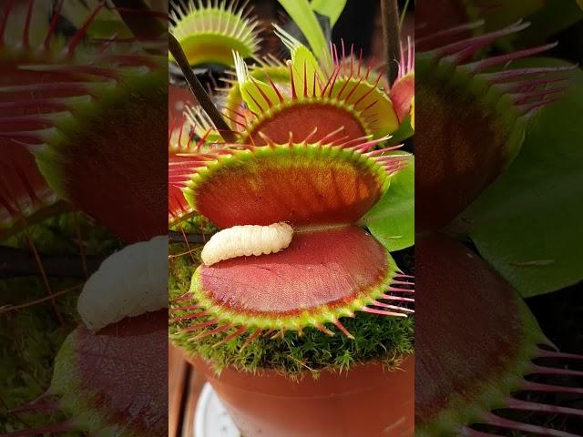 Venus Flytrap eats juicy worm