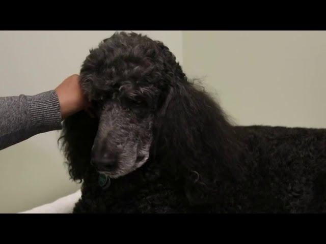 CBD oil treatment for pets who are in pain