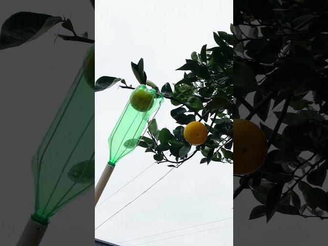 Smartest Use of Plastic Bottle and Rope Ever!