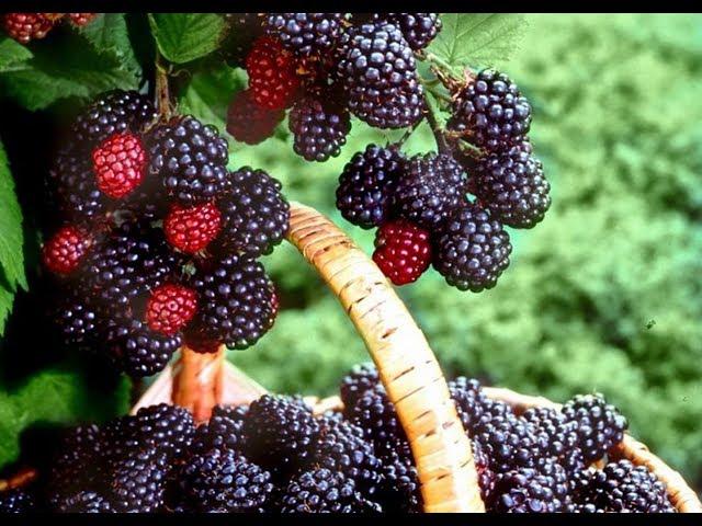 Как обрезать ежевику весной?