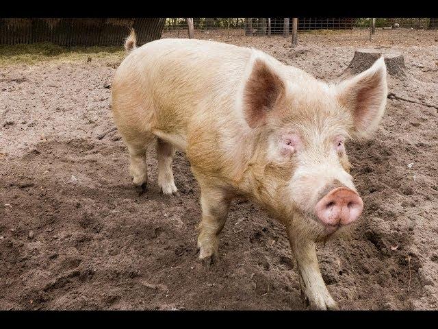 Don't Support Factory Farming: How to Raise Your Own Pigs For Meat