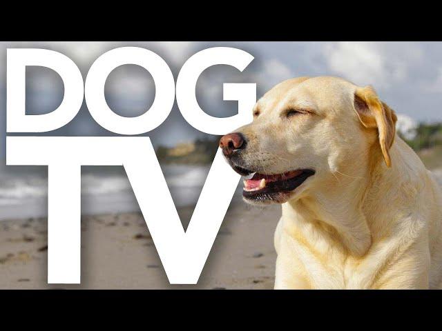 DOG TV - 3 Hour Adventure Video for Dogs to Watch (Petflix)