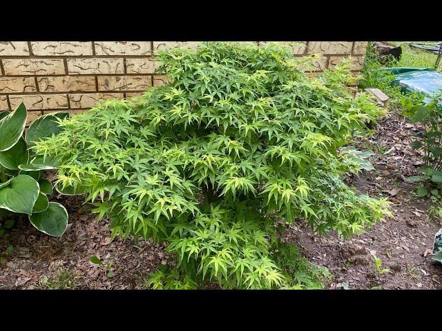 Acer palmatum 'Sharp's Pygmy' Dwarf Japanese Maple